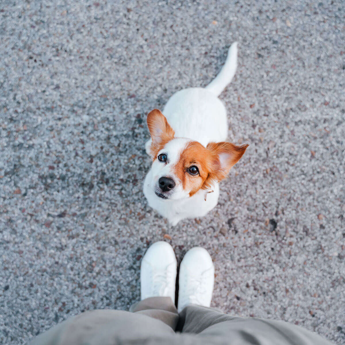 Small Dog at Person's Feet